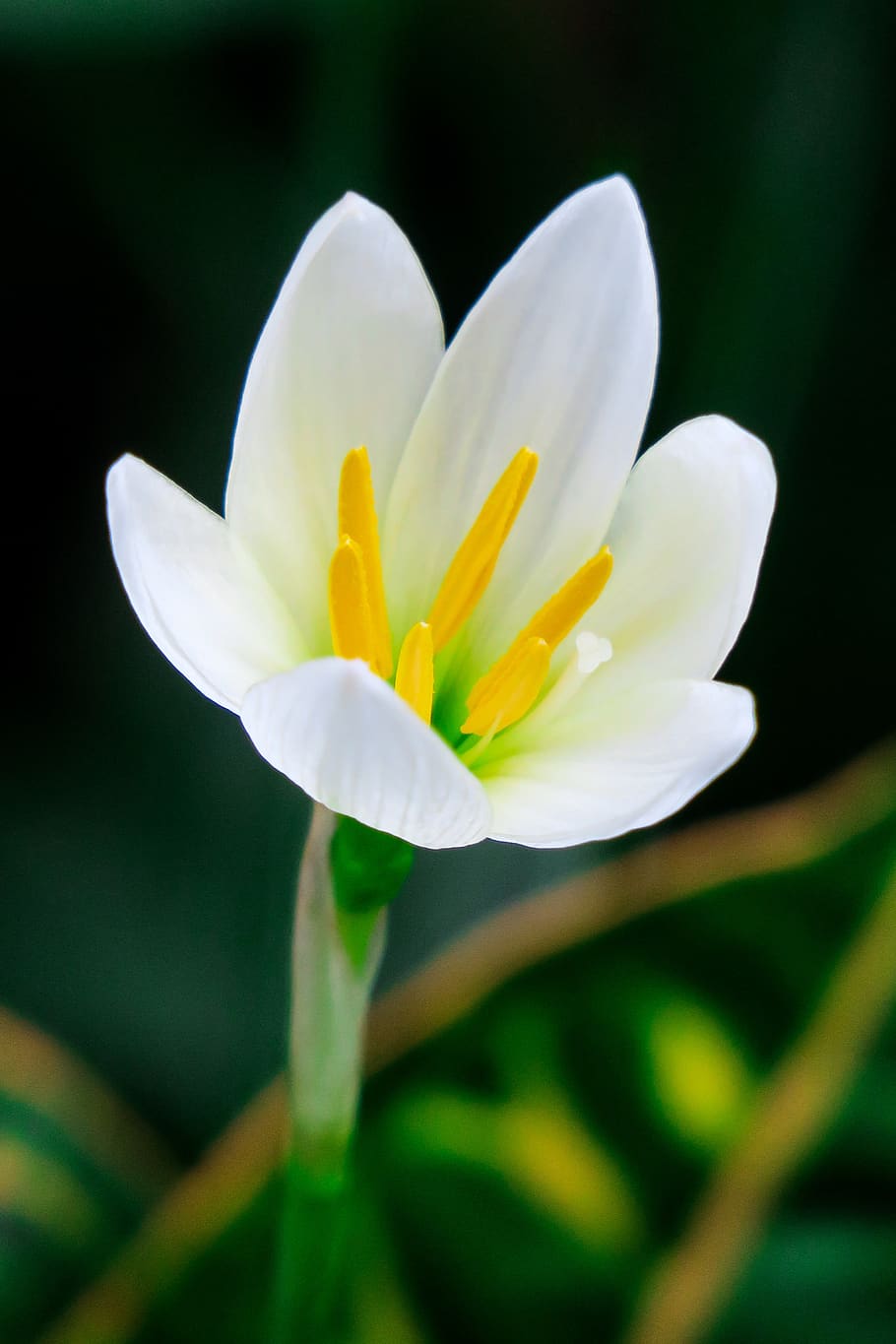 stormy blue, flower, natural, white, yellow, green, herbaceous, HD wallpaper