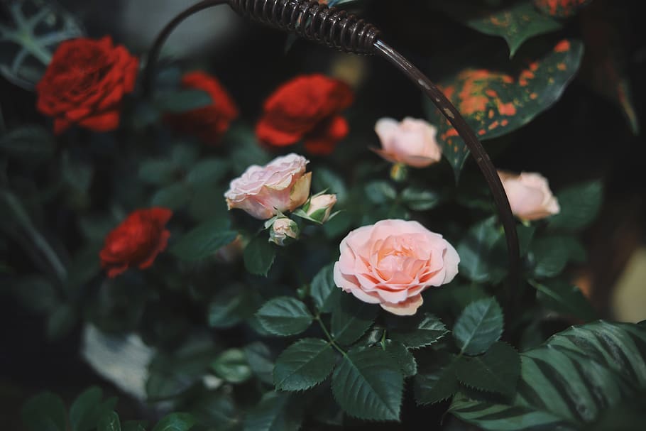 flower, plant, flowering plant, beauty in nature, fragility HD wallpaper