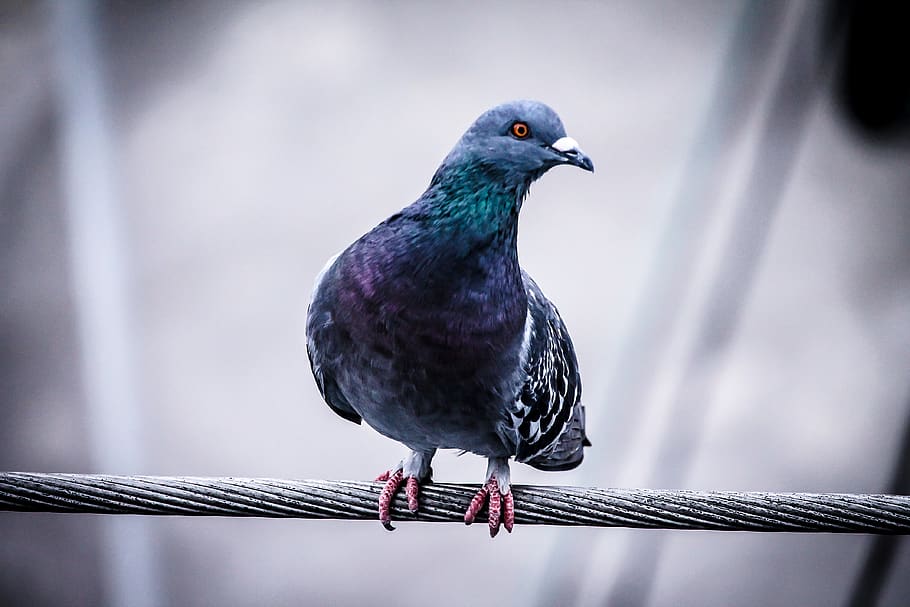 pigeon perching on wire, bird, one animal, vertebrate, animal wildlife HD wallpaper