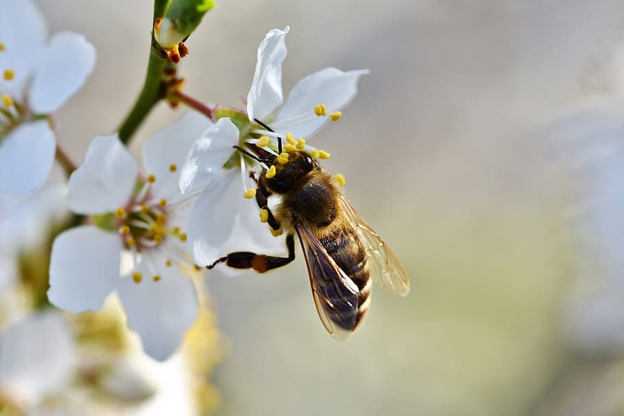 bee, honey bee, insect, pollen, nectar, collect, blossom, bloom HD wallpaper