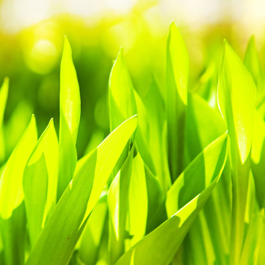 grass, background, green, nature, fresh, spring, summer, plant HD wallpaper