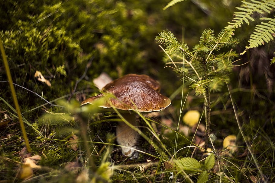 fungus, forest, day, autumn, mushrooms, red, toxic, hat, toadstool HD wallpaper