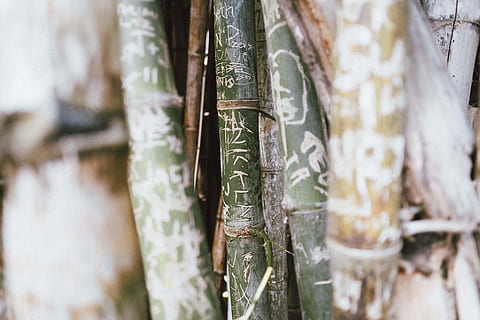 green bamboo plant, bamboo shoot, vegetable, produce, food, weapon HD wallpaper