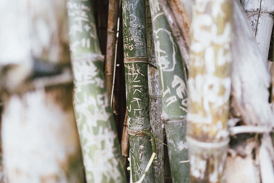 green bamboo plant, bamboo shoot, vegetable, produce, food, weapon HD wallpaper
