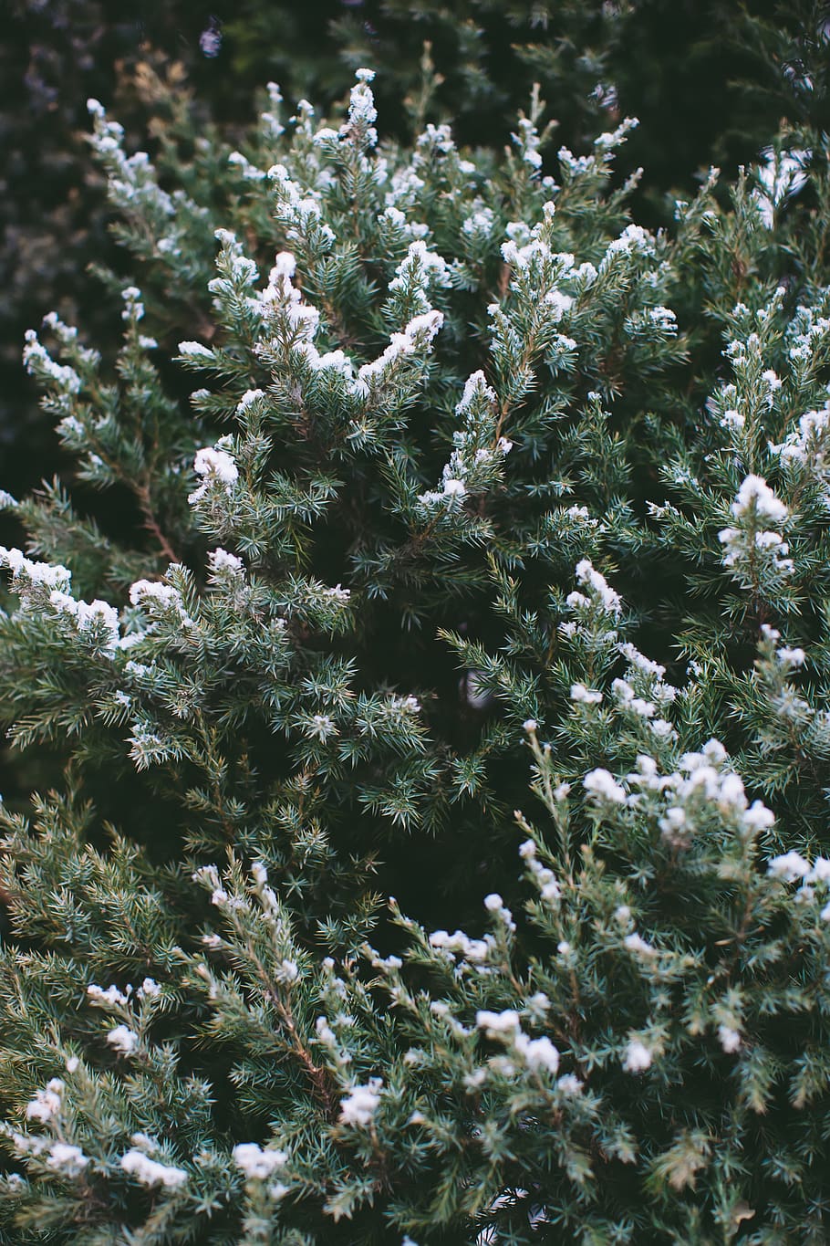 pine, snow, plant, growth, no people, nature, beauty in nature HD wallpaper