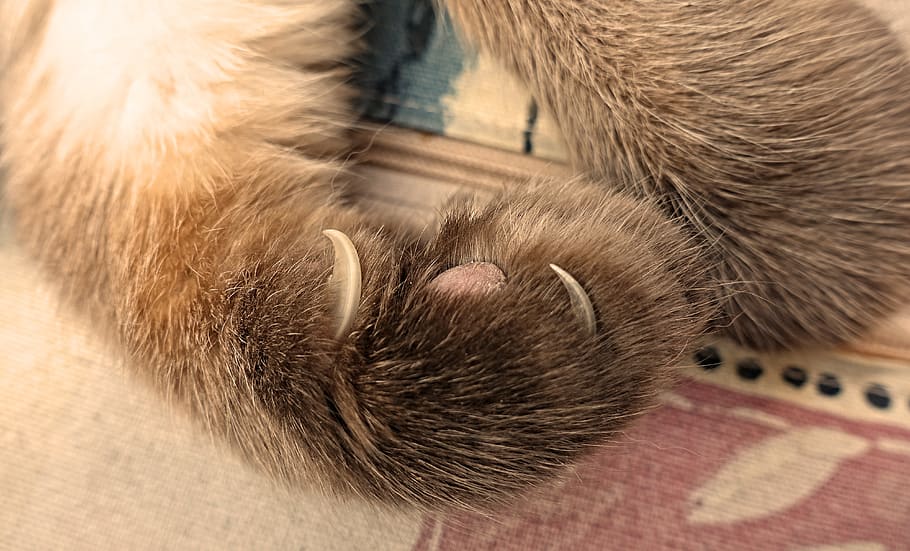 cat's paw, claw, foot, animal, cat paw, animal paws, domestic cat, HD wallpaper