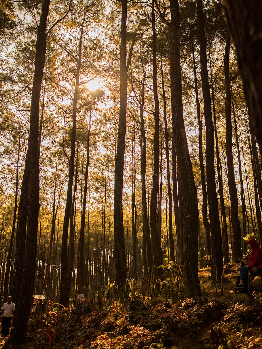 forest, pines, trees, indonesia, land, plant, tranquility, woodland HD wallpaper