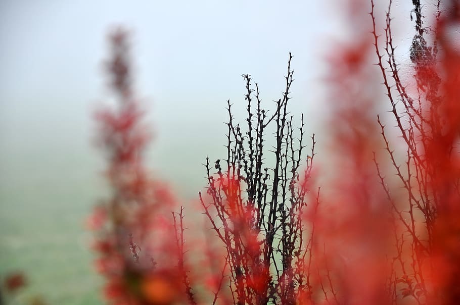 red flowers, plant, tree, nature, grass, blossom, burr, thorn HD wallpaper