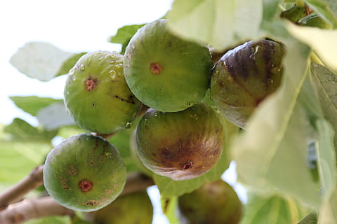 fig, fig tree, figue, figuier, fruit, healthy eating, food and drink HD wallpaper