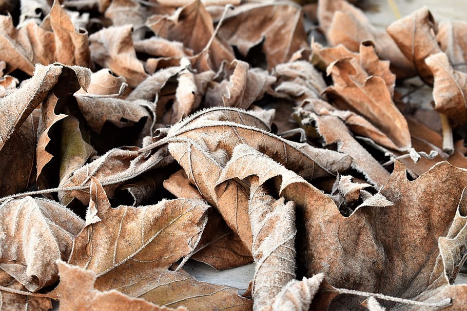 leaves, autumn, winter, leaf, frozen, frost, nature, background HD wallpaper