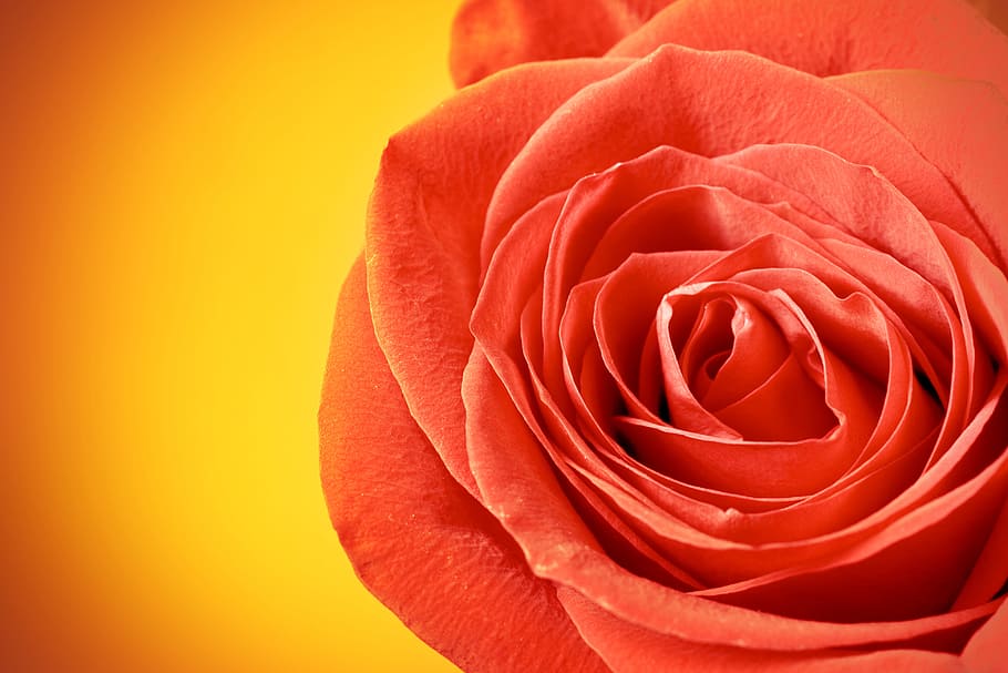 rose, red, stem, background, decoration, concept, closeup, green HD wallpaper
