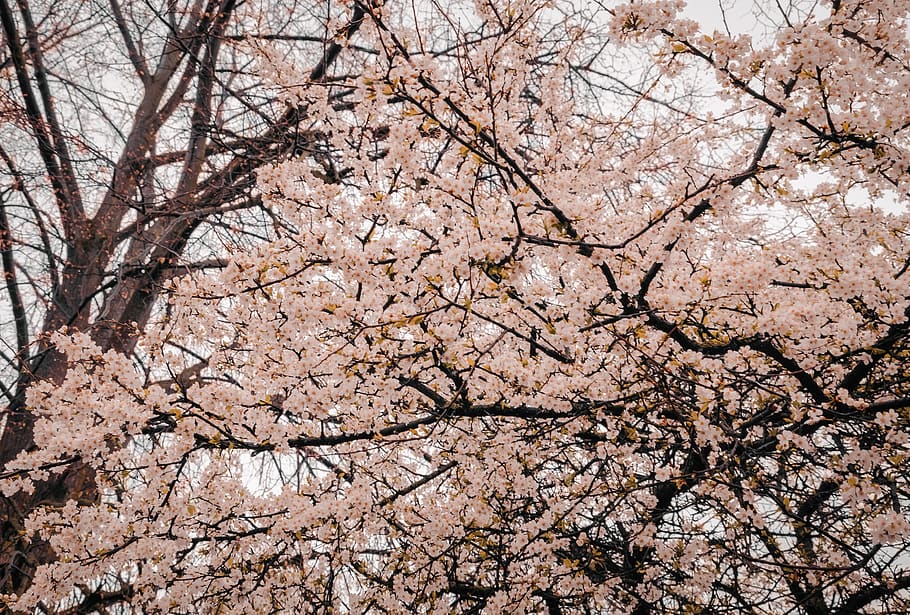 Photography of Cherry Blossoms, beautiful, bloom, blooming, branches HD wallpaper