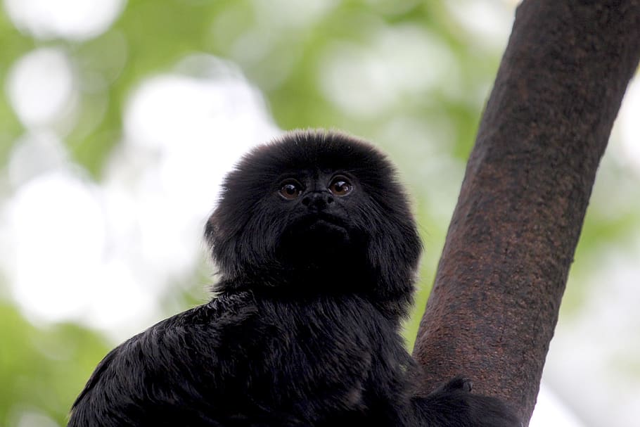 monkey, animals, tree, nature, rain forest, mammal, animal themes HD wallpaper