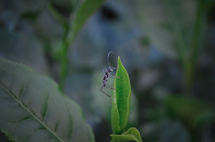 the bug, tea tree, nature, invertebrate, insect, animals in the wild HD wallpaper