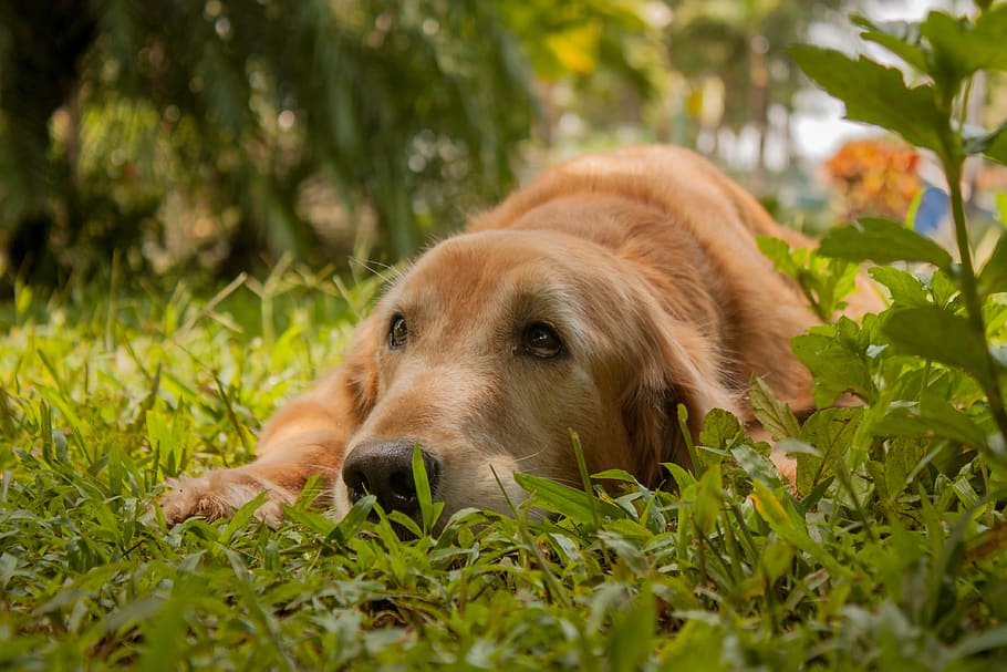 short-coated brown dog, golden retriever, canine, pet, animal HD wallpaper