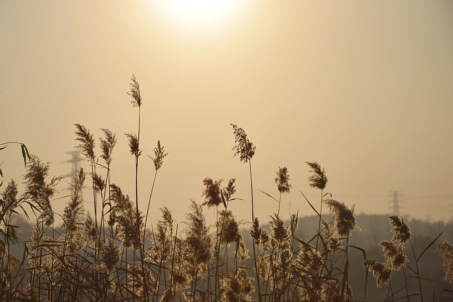 reed, sunshine, sunset, light, twilight, autumn, afterglow HD wallpaper