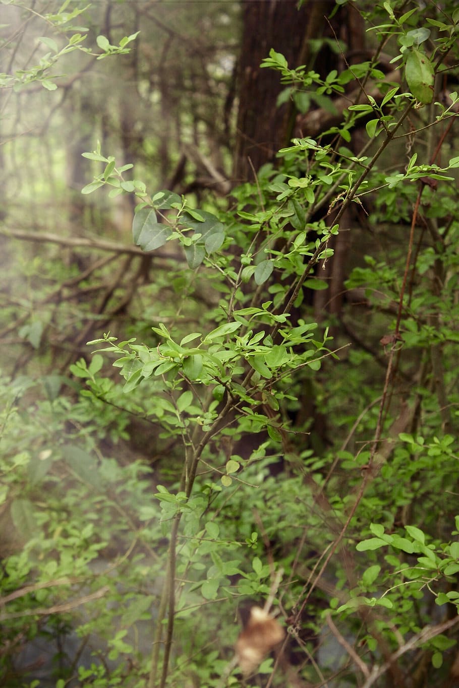 tree, backyard, green, plant, growth, green color, land, focus on foreground HD wallpaper