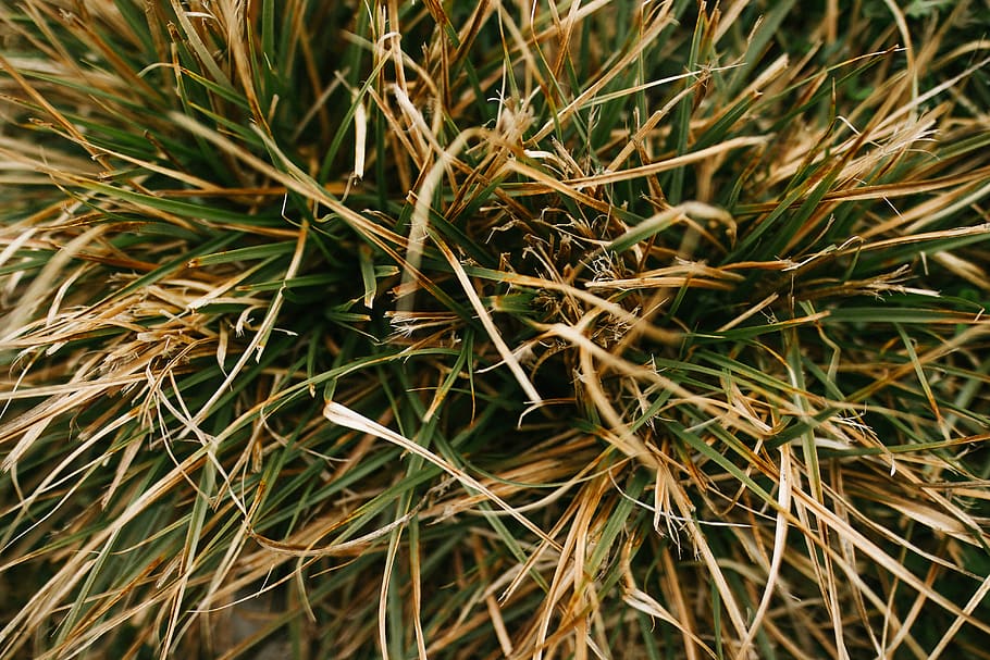 grass, texture, nature, plants, growth, green color, full frame HD wallpaper