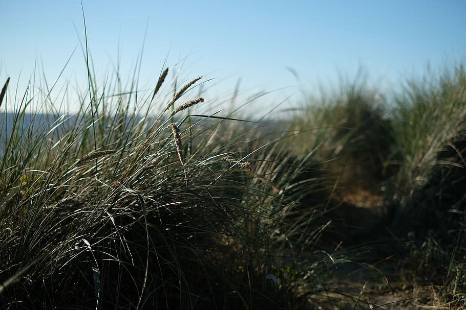 beach, nature, earth, green, simple, background, grass, plants HD wallpaper