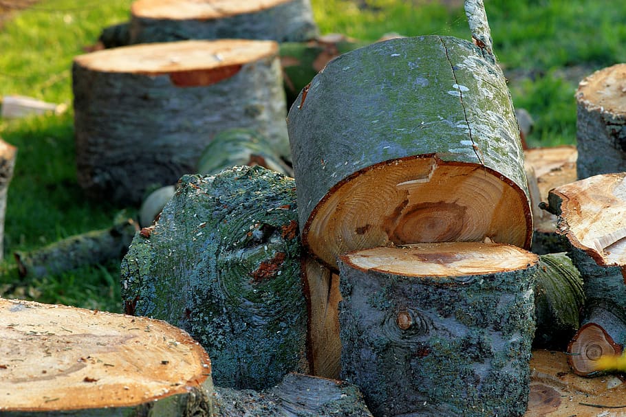 tree, front yard, like, discs, firewood, spring, rush, landscape HD wallpaper