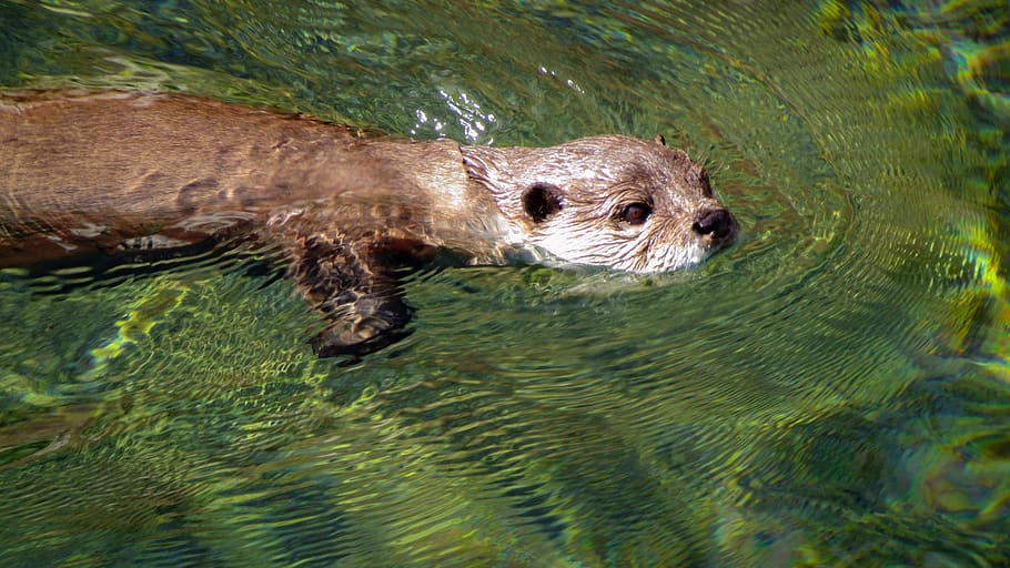brown seal, animal, wildlife, otter, memphis zoo, mammal, memphis, tn HD wallpaper