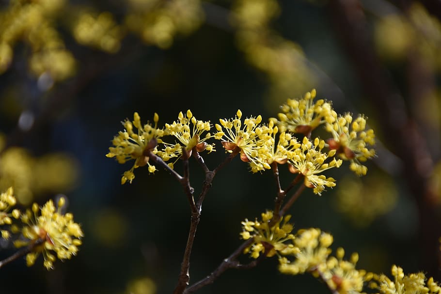 spring, flowers, yellow, cornus flower, nature, affix, plant HD wallpaper