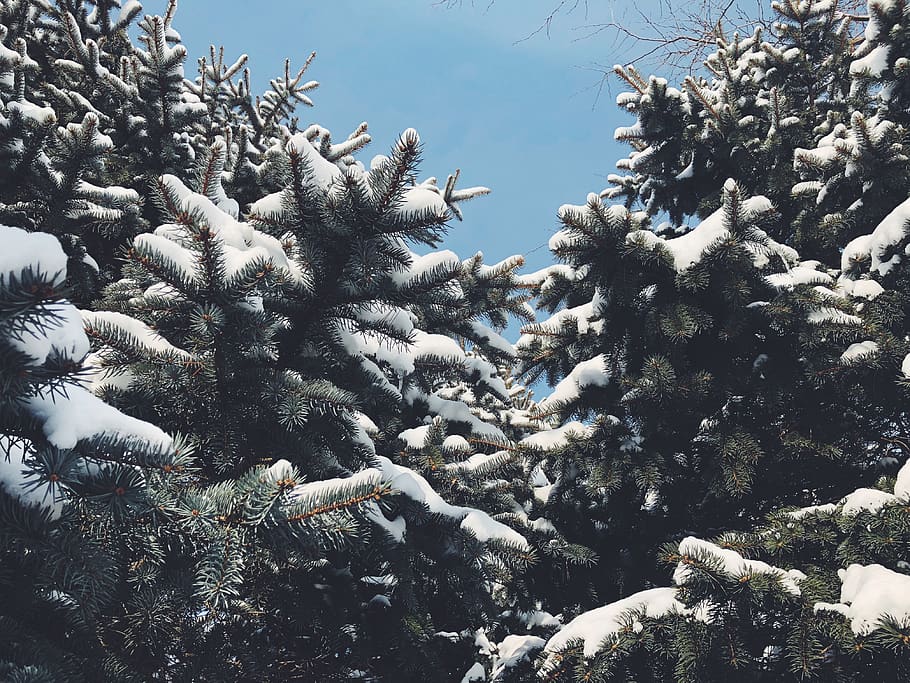 tree, pine, pine trees, snow, blue, blue sky, ice, cold, winter HD wallpaper