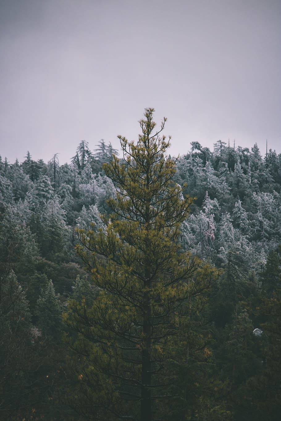 green pine tree, abies, plant, flora, fir, conifer, idyllwild-pine cove HD wallpaper