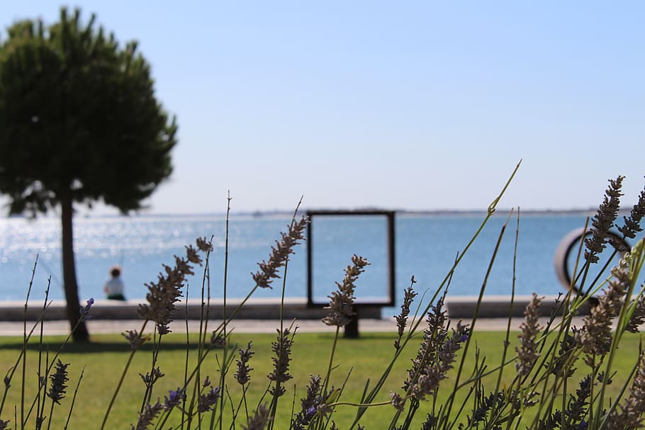 portugal, setúbal, cube, trees, sea, plant, water, sky, growth HD wallpaper