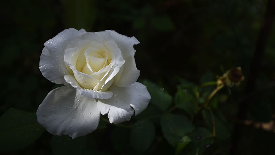 light, summer, nature, wallpapper, white, roses, flower, plant HD wallpaper