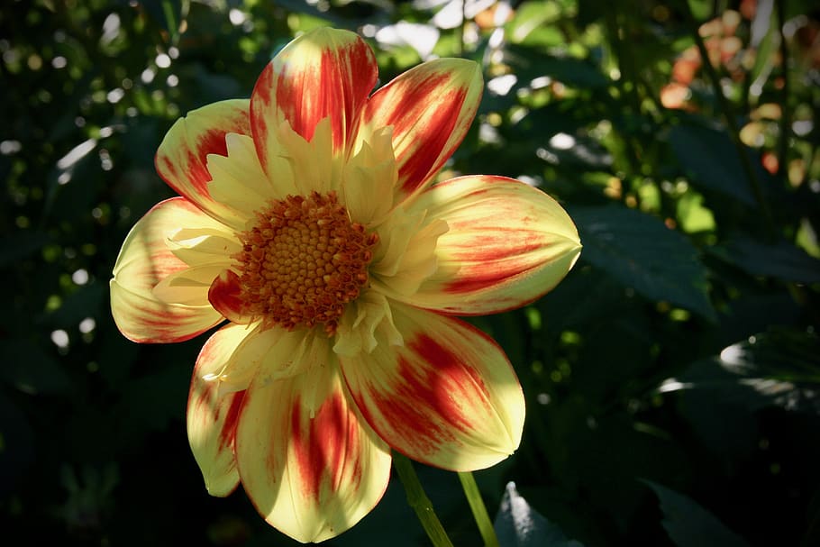 blossom, bloom, dahlia, orange, yellow, petals, stamens, flowering plant HD wallpaper