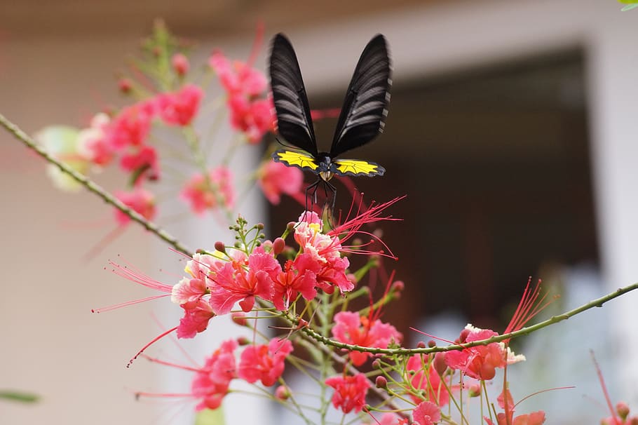 india, pallikkara, wonderla kochi, flowers, insect, yellow, HD wallpaper