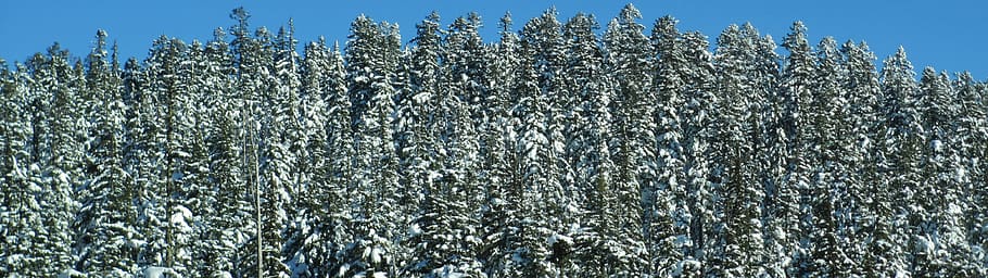 tree, plant, pine, abies, fir, conifer, ornament, christmas tree HD wallpaper