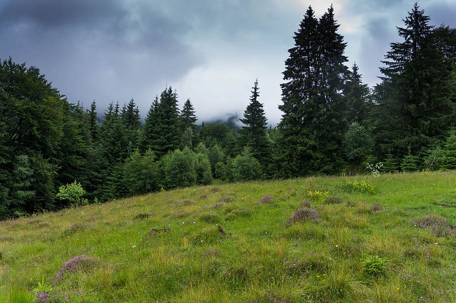 Rainforest, environment, grass, grassland, nature, outdoors, scenic HD wallpaper