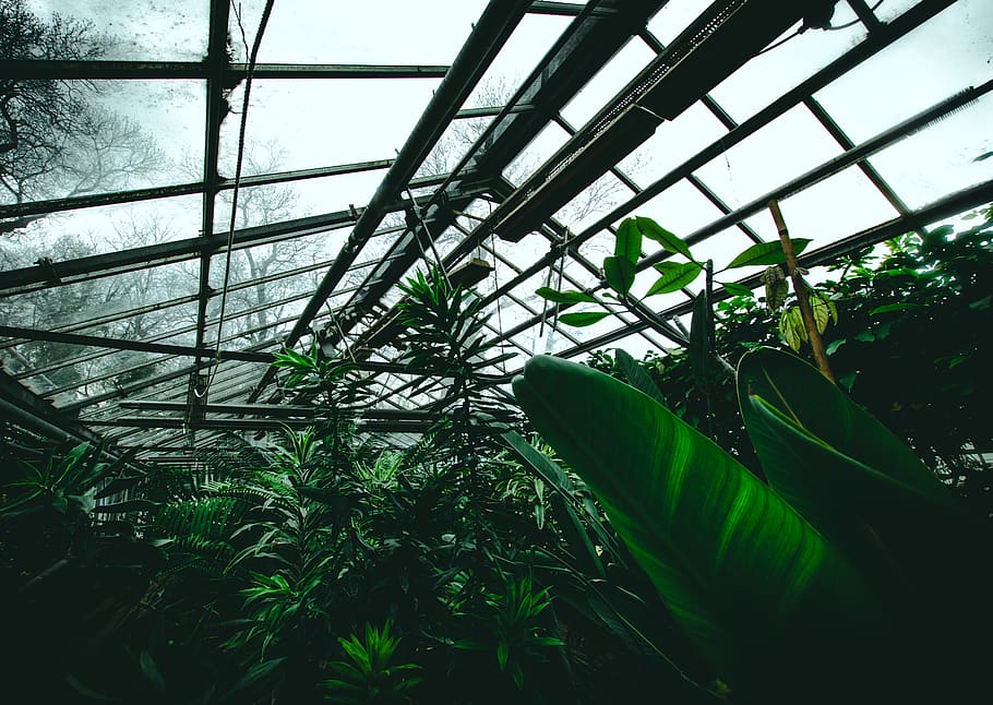 several plants in greenhouse, building, architecture, vegetation HD wallpaper