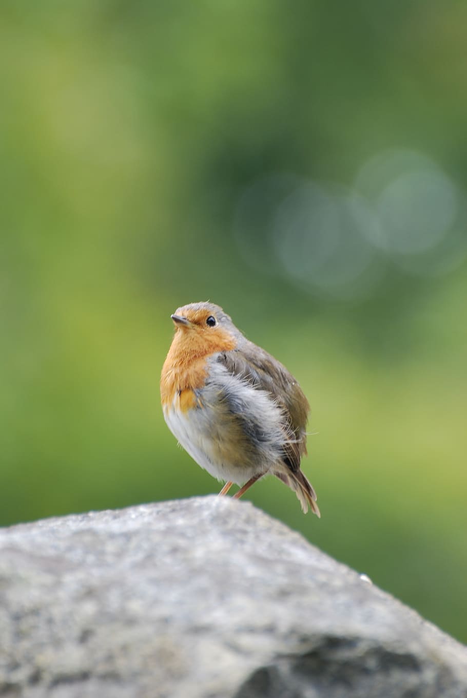 robin, fledgling, rock, nature, bird, one animal, animal themes HD wallpaper
