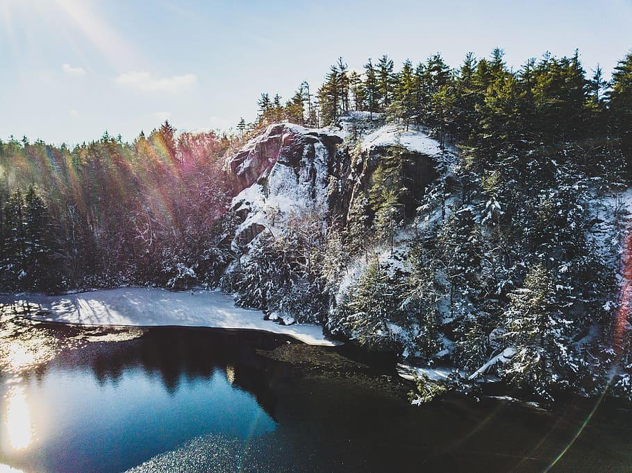 Trees Covered With Snow, cold, daylight, environment, forest HD wallpaper
