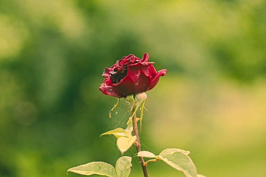 red, moody, spiders, web, rose, bokeh, green, drops, flower HD wallpaper