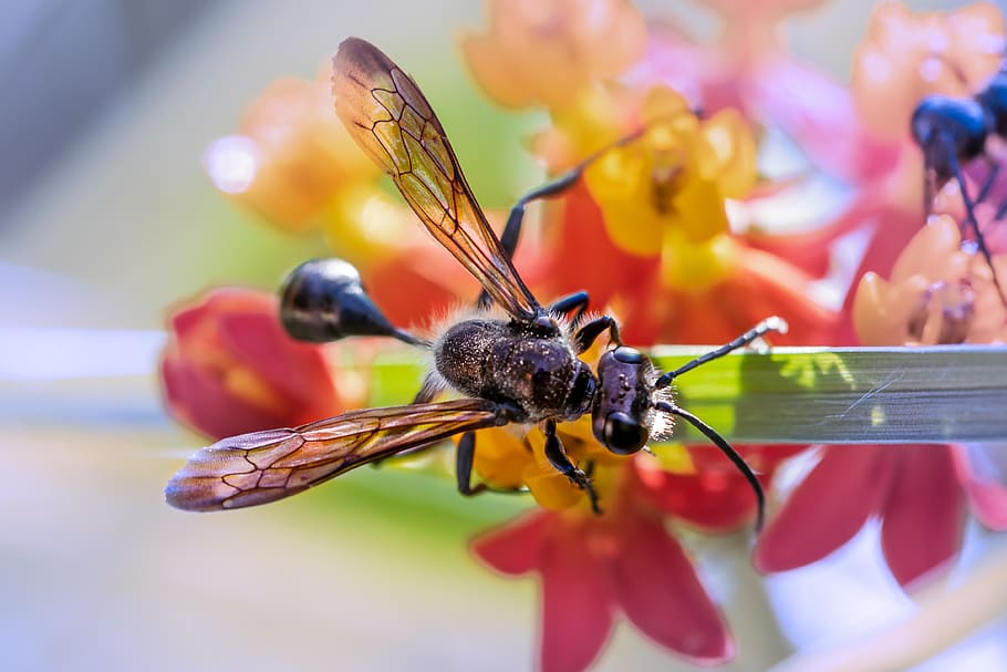 insect, flying ant, nature, summer, garden, wings, color, invertebrate HD wallpaper