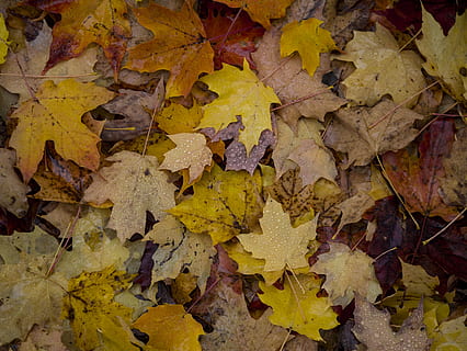 maple leaves, plant, leaf, tree, nature, maple leaf, rain, autumn HD wallpaper
