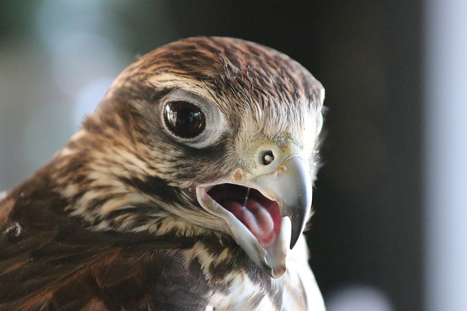 raptor, fly, bird, predator, animal, nature, dom, one animal HD wallpaper