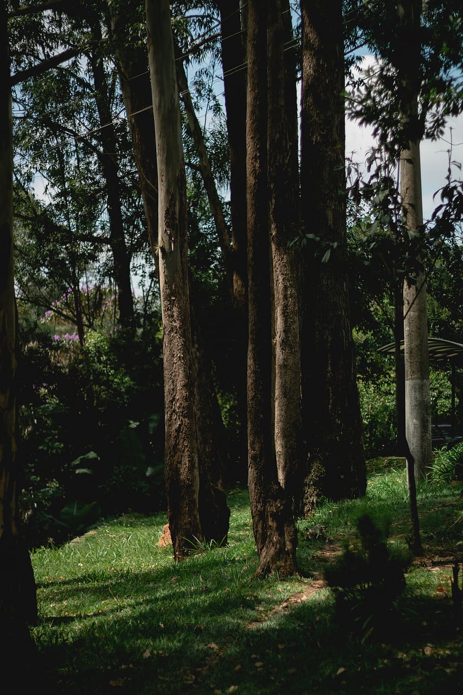 green trees, plant, redwood, forest, nature, tree trunk, life HD wallpaper