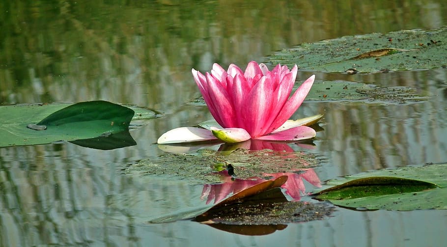 nature, plant, leaf, flower, water lily, summer, pond, closeup HD wallpaper