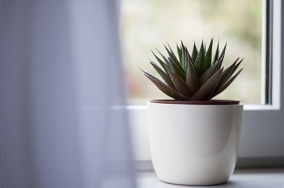 green-leafed succulent plant, indoors, no people, close-up, table HD wallpaper