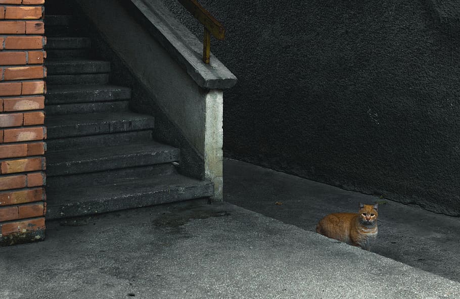 orange tabby cat near gray stairs, staircase, pet, mammal, animal, HD wallpaper