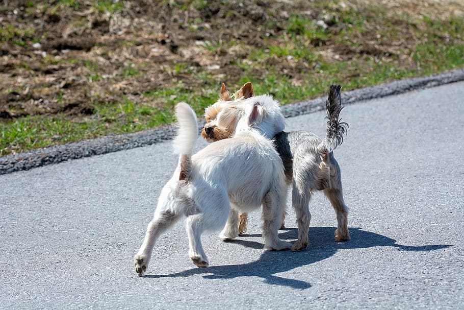 dogs, out, encounter, small dogs, away, road, get to know, maltese-havanese