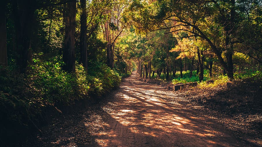 Trees in Forest, beauty, dawn, daylight, environment, footpath HD wallpaper