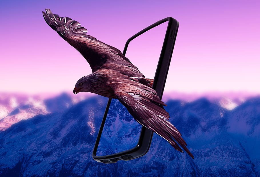 eagle, mobile, phone, technology, landscape, animal, nature HD wallpaper