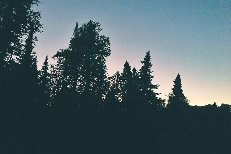 south algonquin, trees, canada, ontario, sunset, pines, plant HD wallpaper