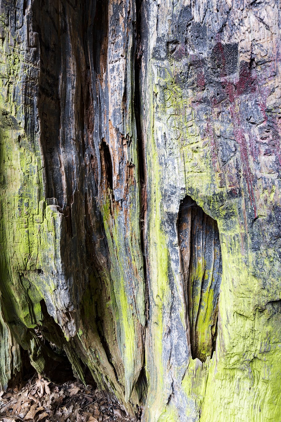 canada, vancouver, stanley park, tree trunk, textured, no people HD wallpaper